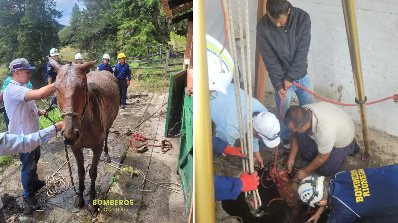 Bomberos rescatan a caballo que cayó en un pozo en Rionegro