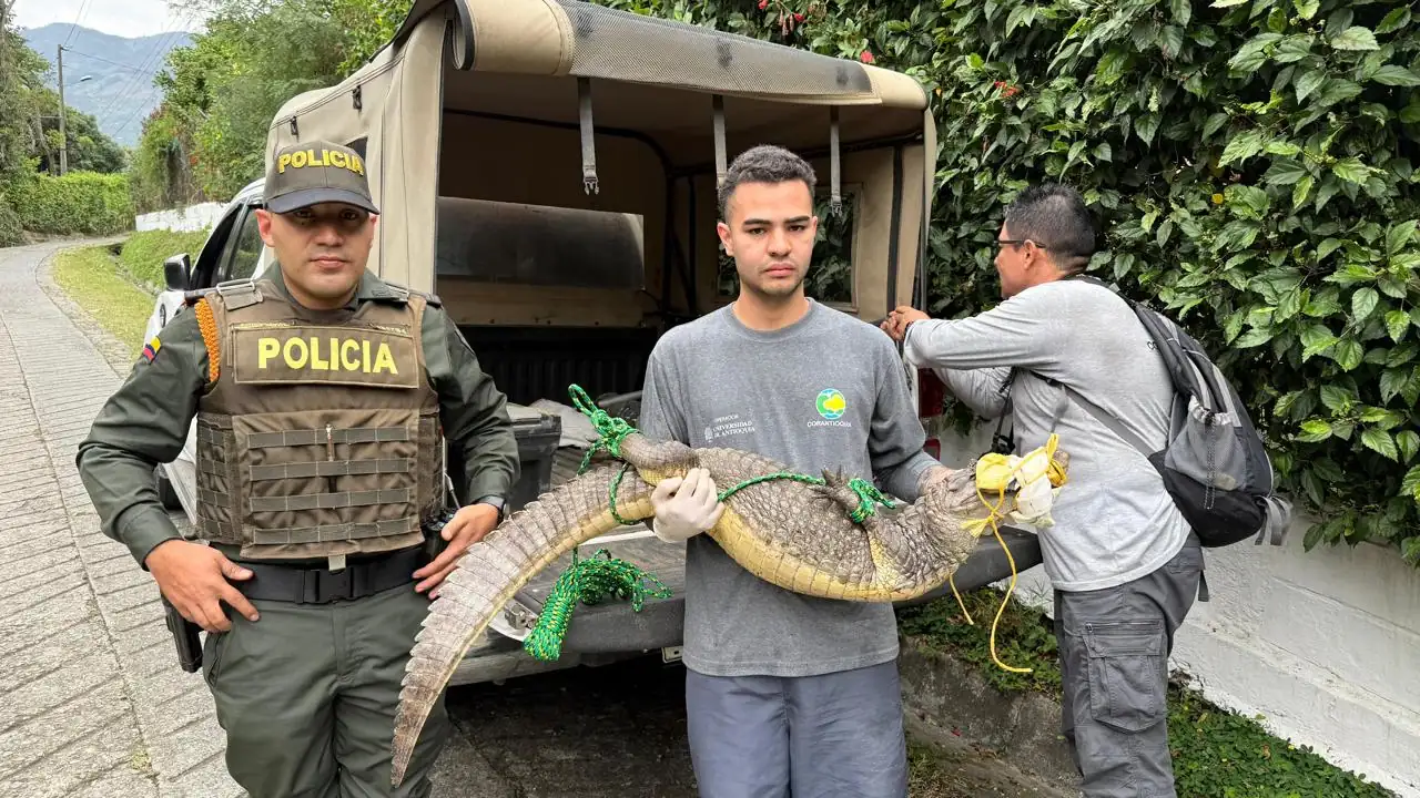 En el Valle de Aburrá, la Policía rescató más de 70 animales silvestres en operativos contra el tráfico ilegal durante enero