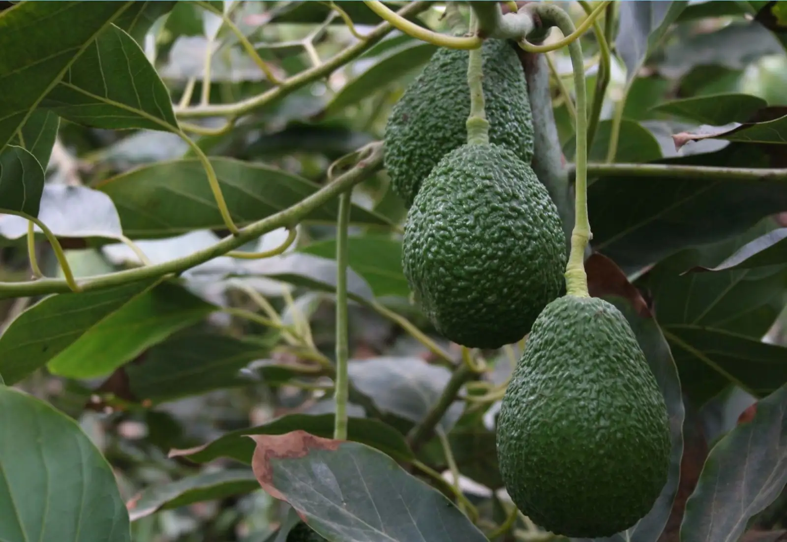 Aguacate-3