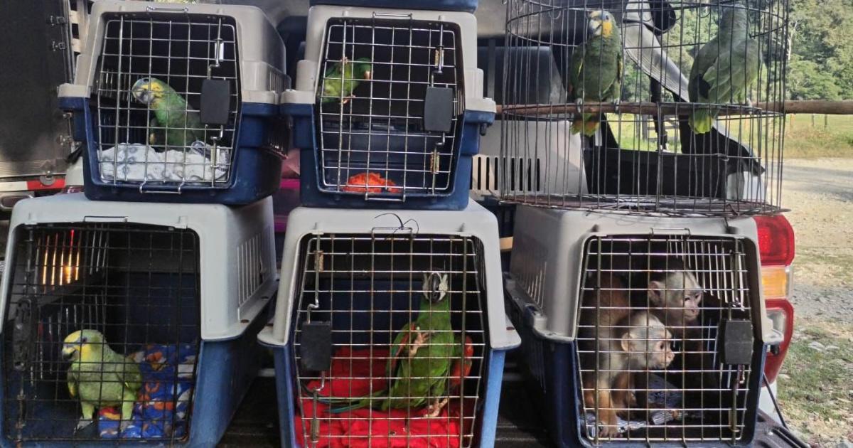 Noticias Antioquia: rescatan nueve animales silvestres