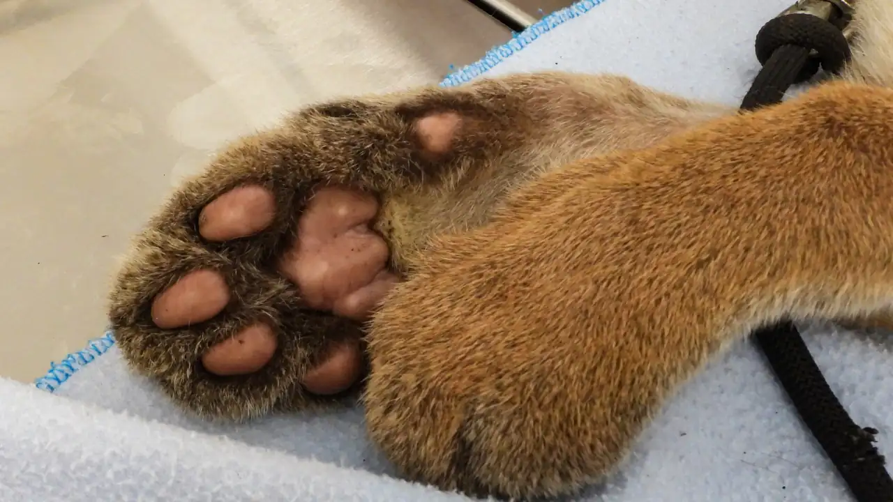 Puma rescatado en el Valle de Aburrá presenta signos de haber sido domesticado, ¿puedra regresar a su hábitat?