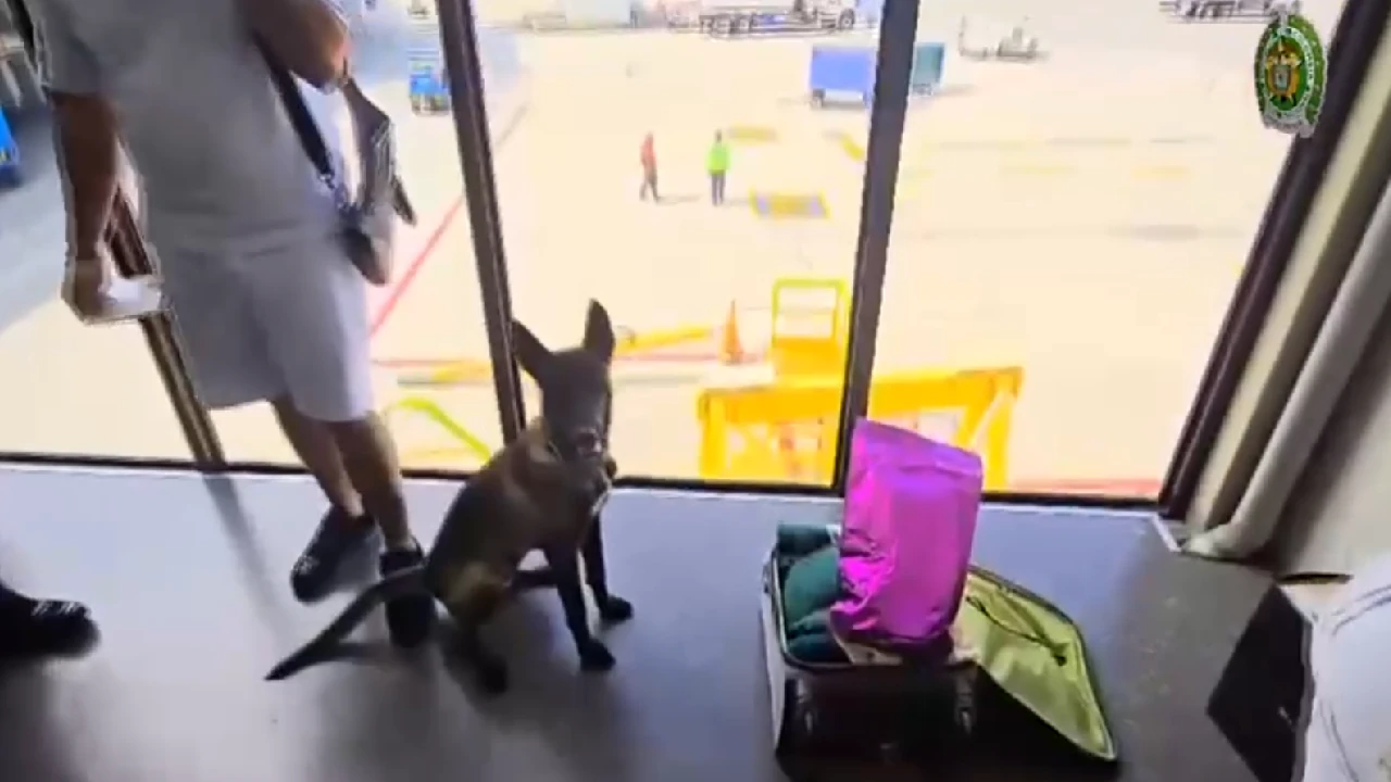 El Canino Molly, en su primer día de trabajo, incautó 220 gramos de marihuana en el Aeropuerto de Rionegro