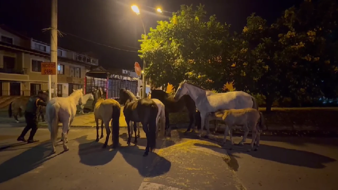 aprehension-semovientes-caballos-mala-tenencia-carmenviboral1