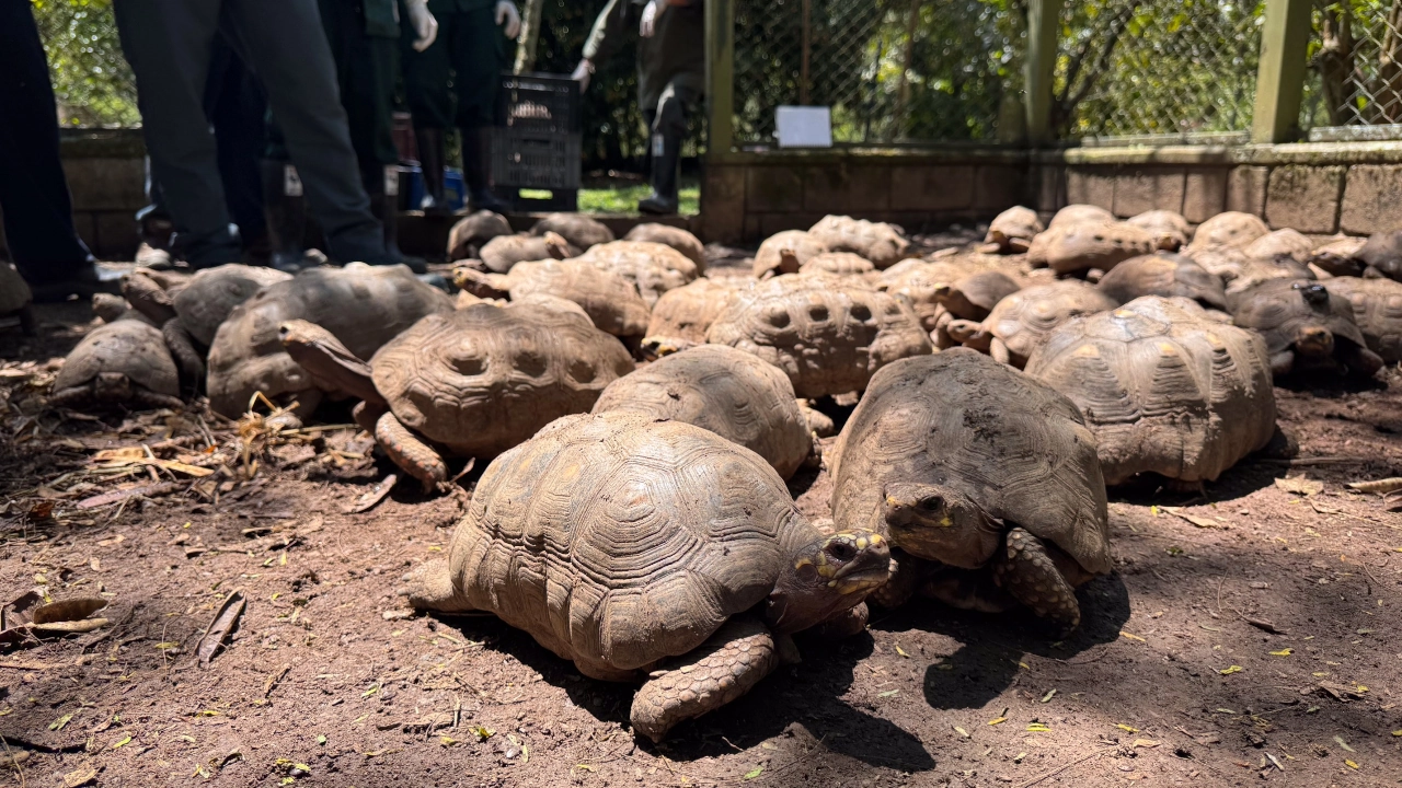 Tras ser rescatadas del tráfico ilegal, 148 tortugas Morrocoy fueron liberadas a su hábitat natural