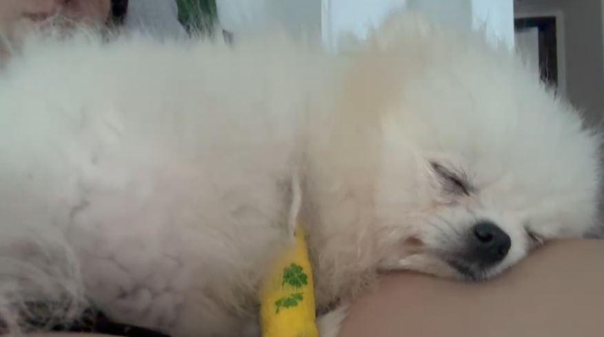 Denuncian presunta negligencia en atención a una perrita de un año que murió en centro veterinario