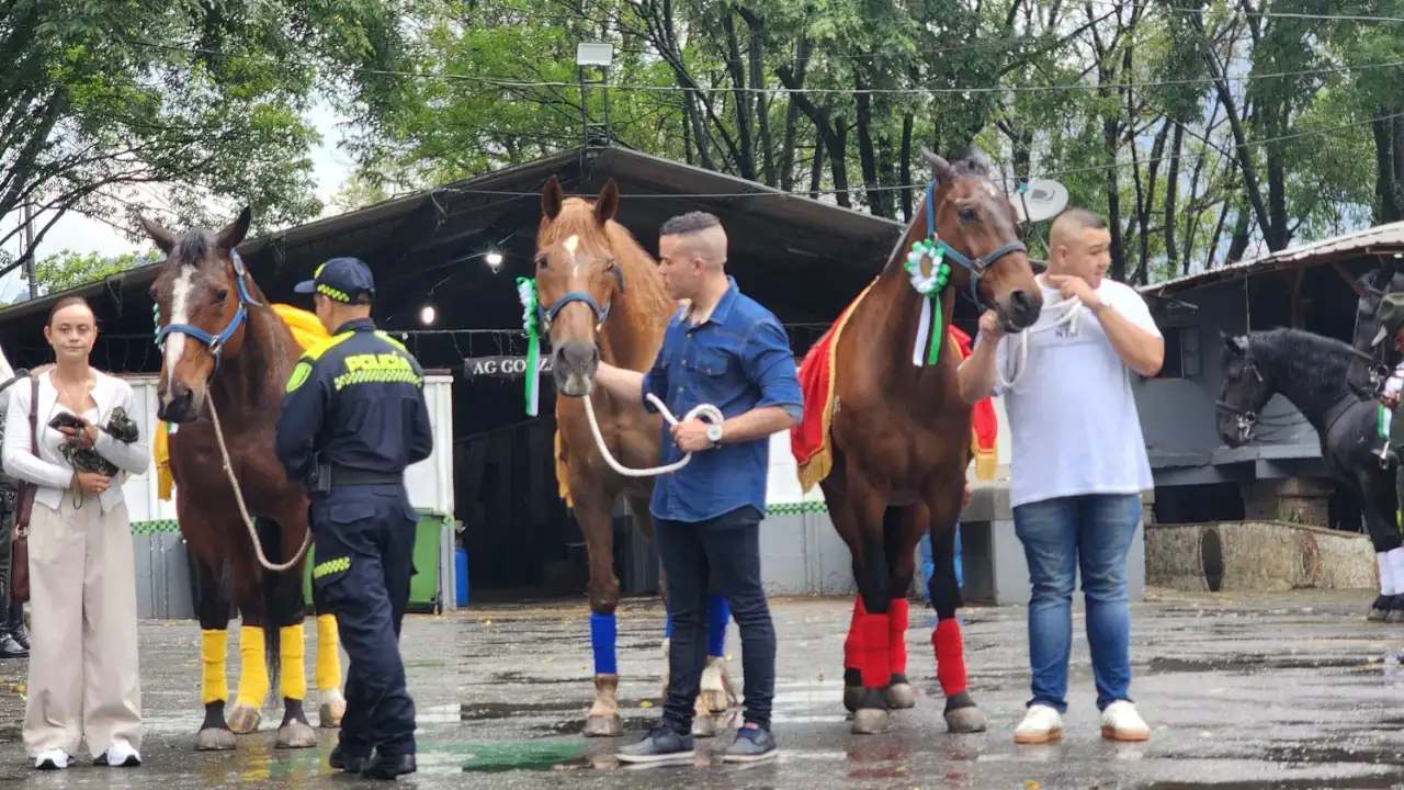 Tres caballos retirados del servicio policial en el Valle de Aburrá encuentran un nuevo hogar