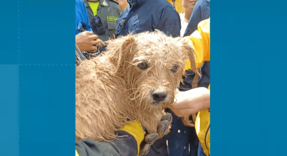 Así es la atención a los animales afectados tras las emergencias por lluvias