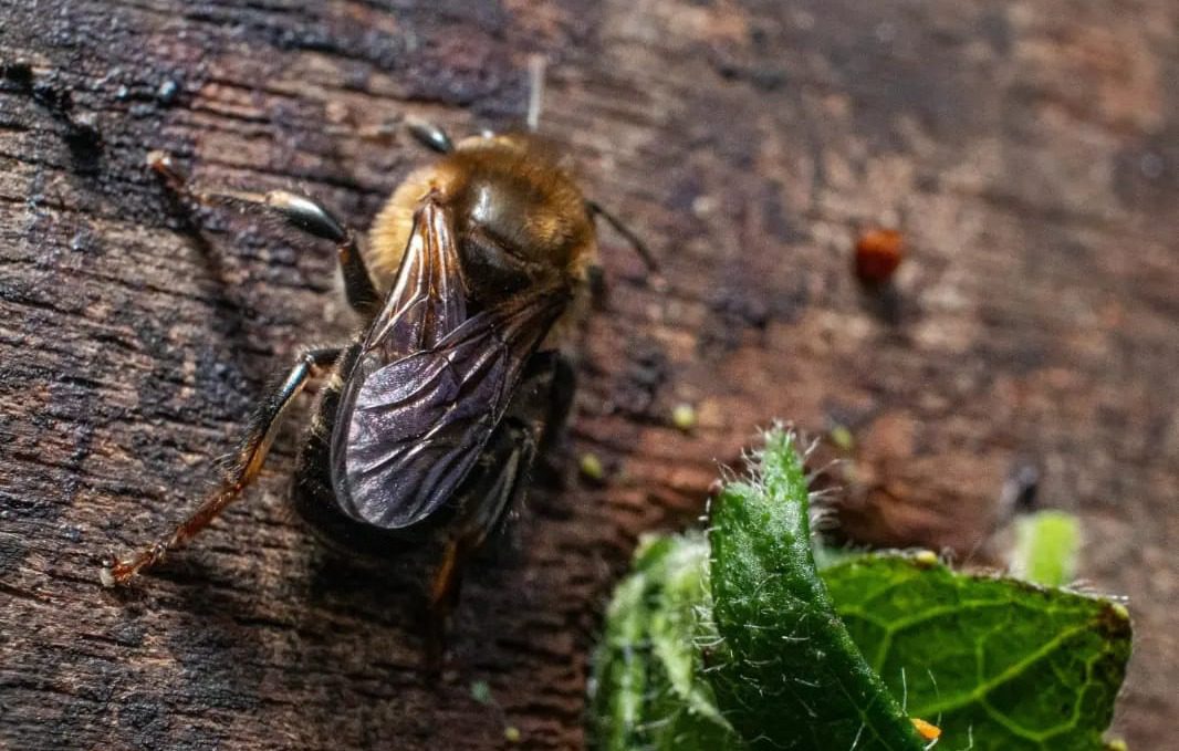 Encuentran especie de abeja nunca antes vista en Medellín: por esto se diferencia