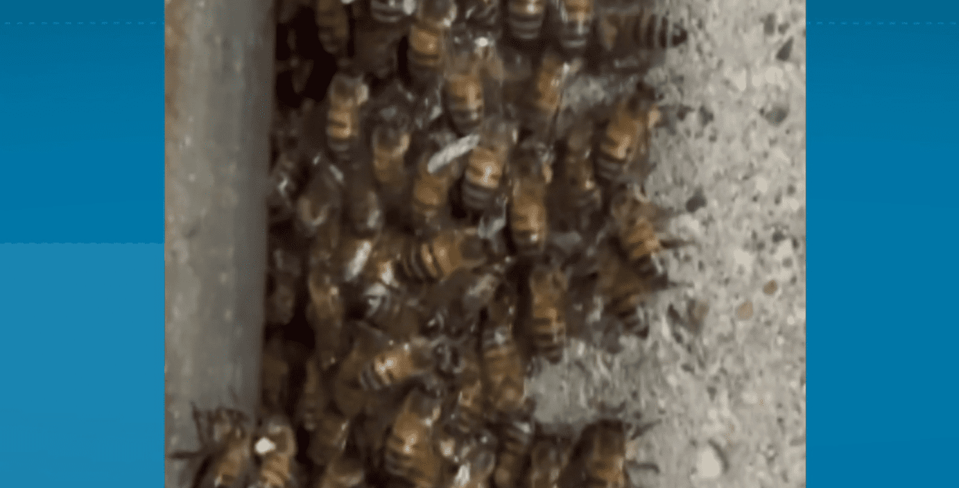 Piden que se reubique panal de abejas en el barrio Conquistadores