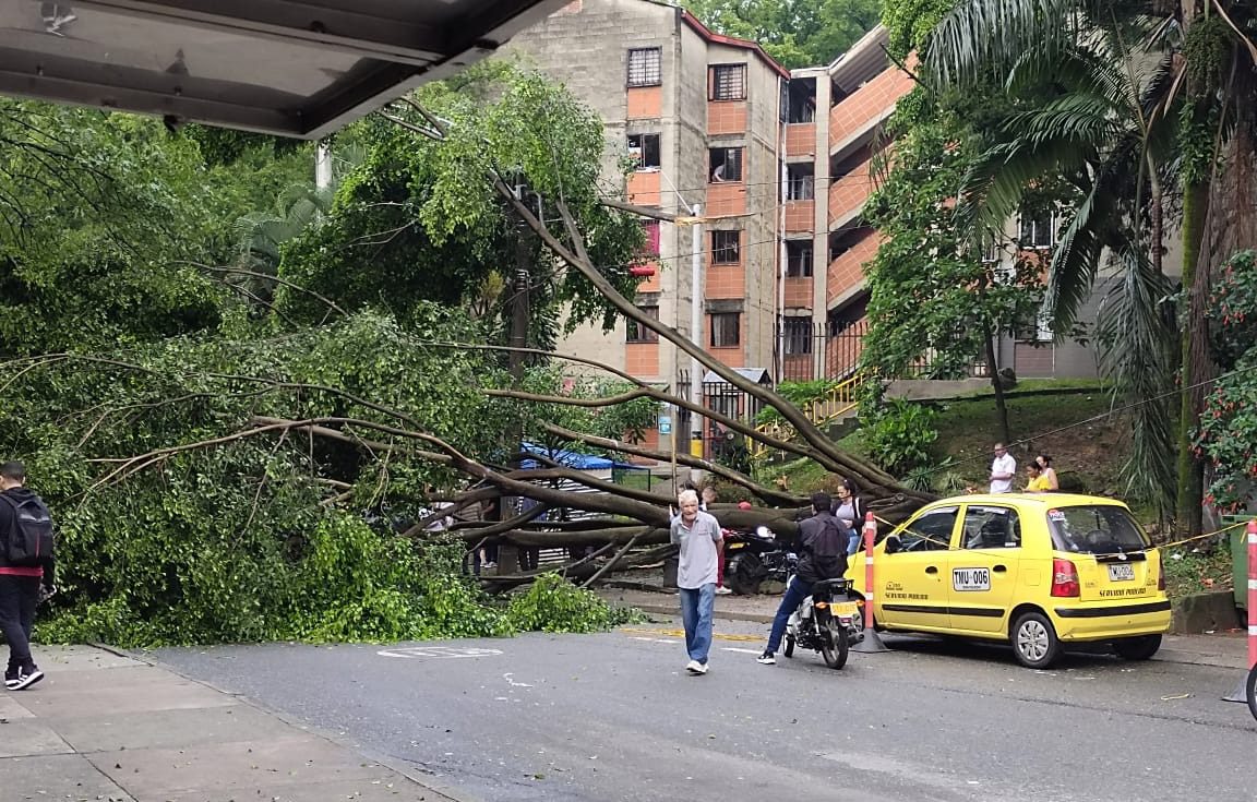 Un árbol cayó sobre la vía en Tricentenario: se registraron daños materiales
