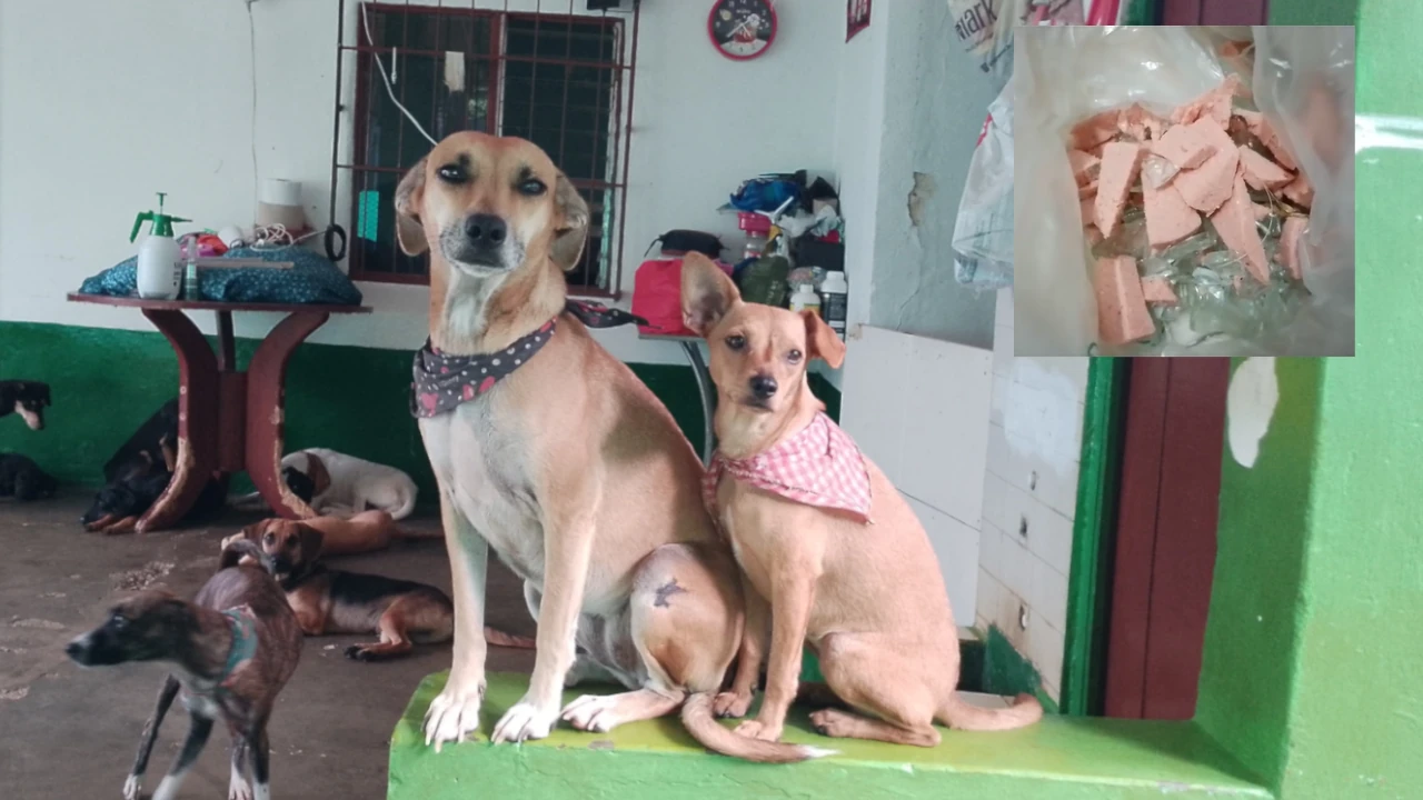 Albergue-perros