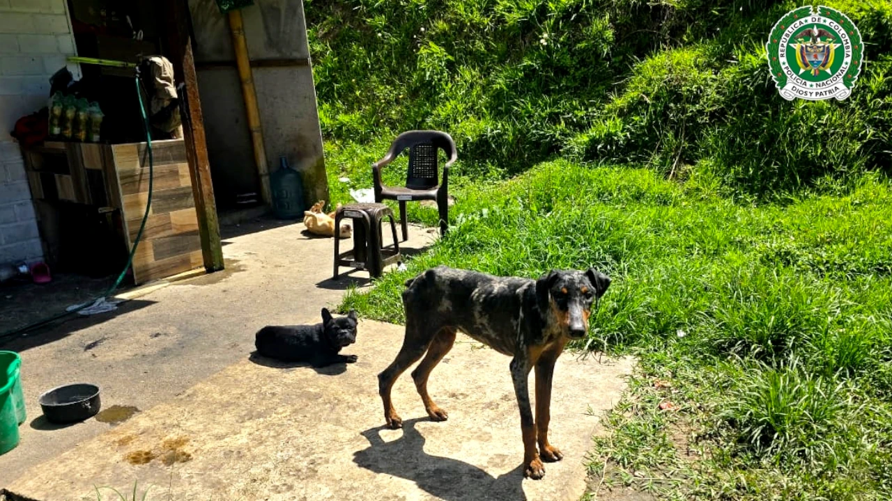 Grave caso de maltrato animal: rescatan 26 perros, dos serpientes y dos babillas en estado crítico