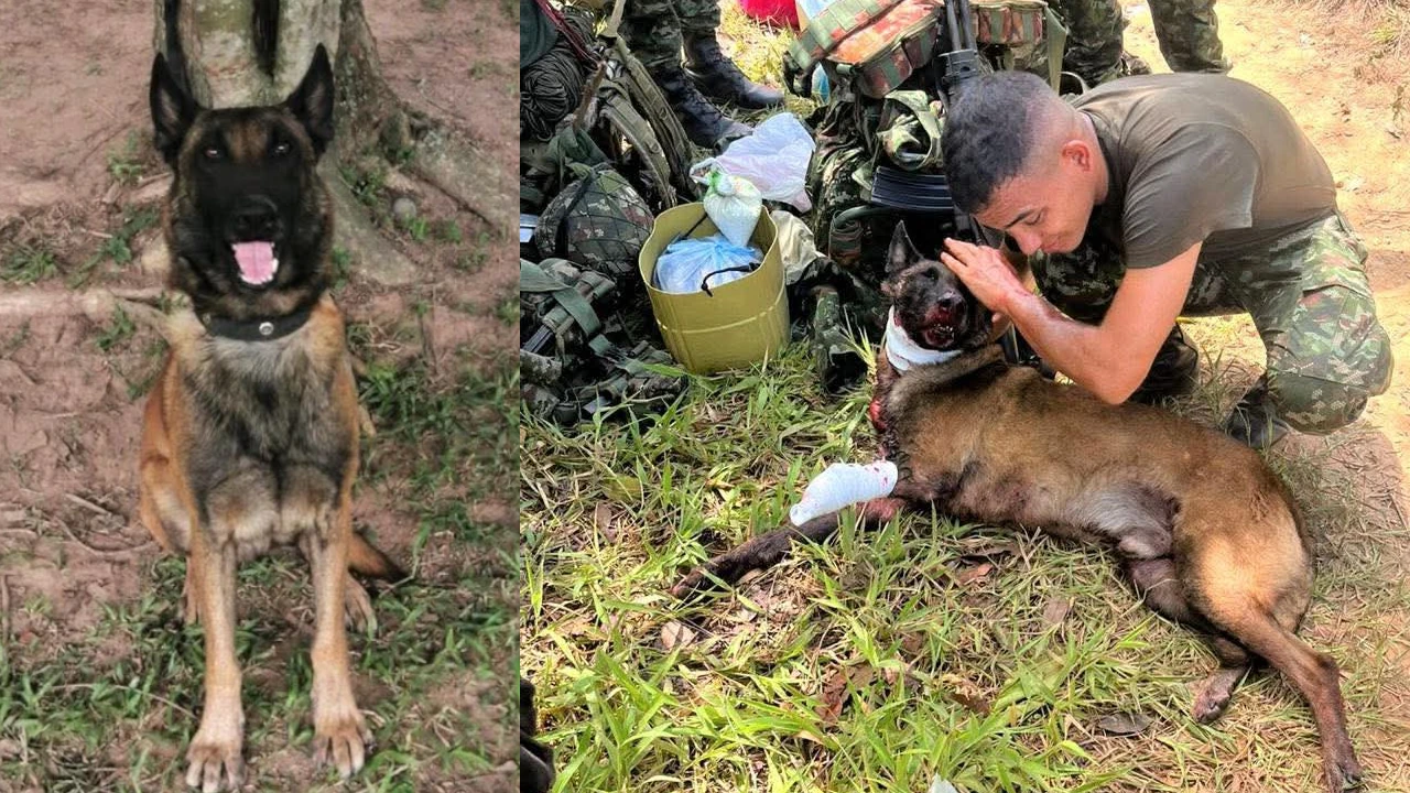 Héroe herido: Sansón, el perro del Ejército que perdió una pata al frustrar ataque del ELN en Yondó
