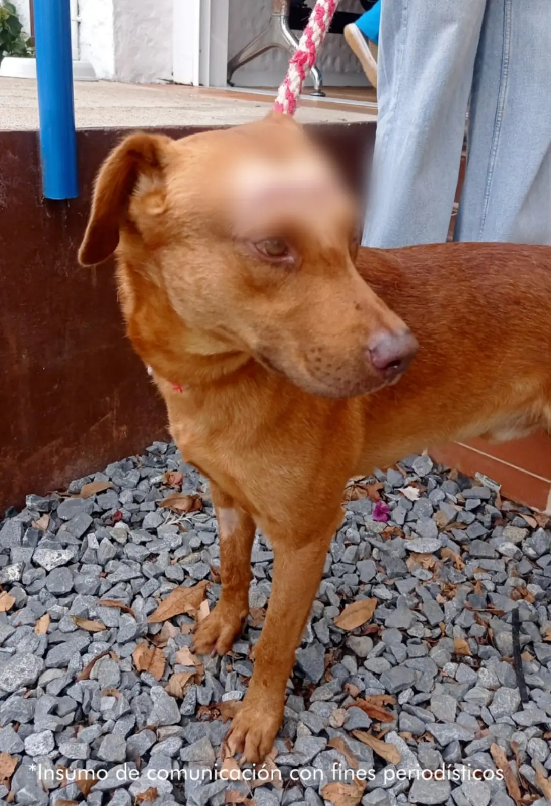 Un año de cárcel por lesionar al perrito de su vecina en Medellín