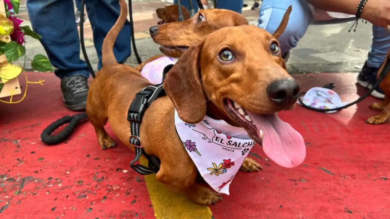 ¡Para que vaya con su peludito! El domingo 3 de agosto será la caminata canina en Medellín