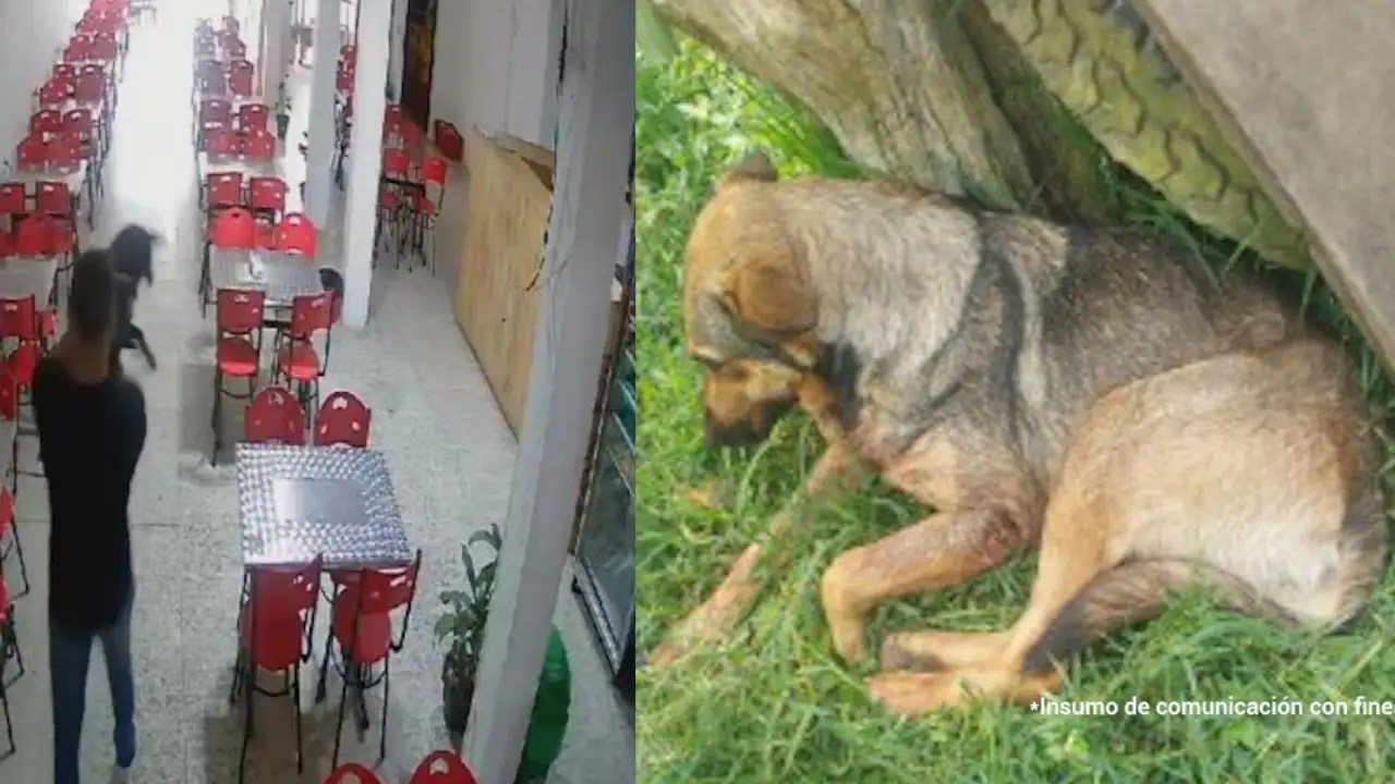 En Antioquia, un hombre agredió a una perrita con un palo de escoba y de una lo enviaron a la cárcel