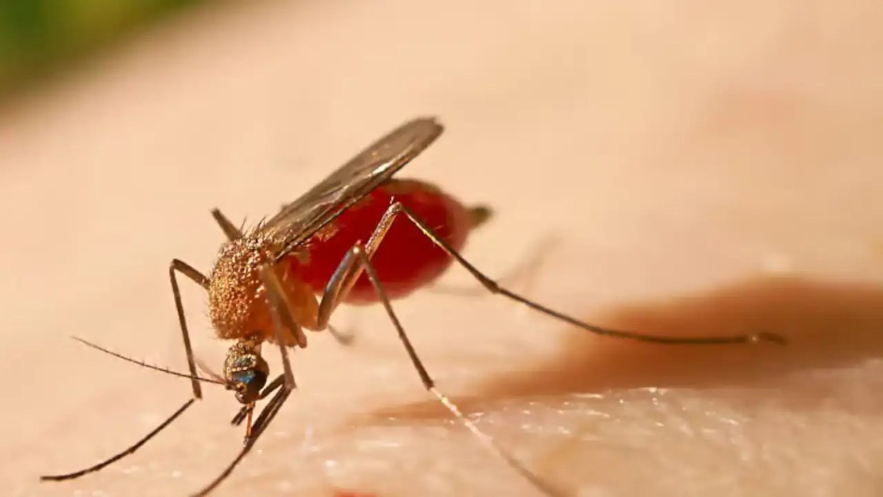 Expansión de la fiebre amarilla: Colombia reporta 44 muertes
