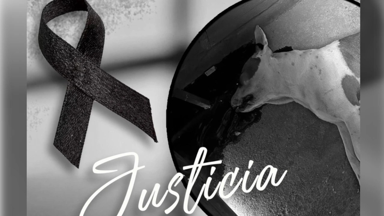 Hombre le disparó a un perrito porque le ladró en El Peñol