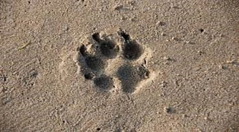 ¡Le disparó con una escopeta! Mató a «niño», el husky siberiano