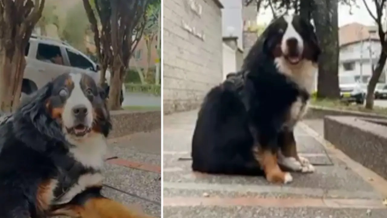 La pólvora en Medellín provocó que perrita perdiera un ojo; autoridades insisten en evitar su uso