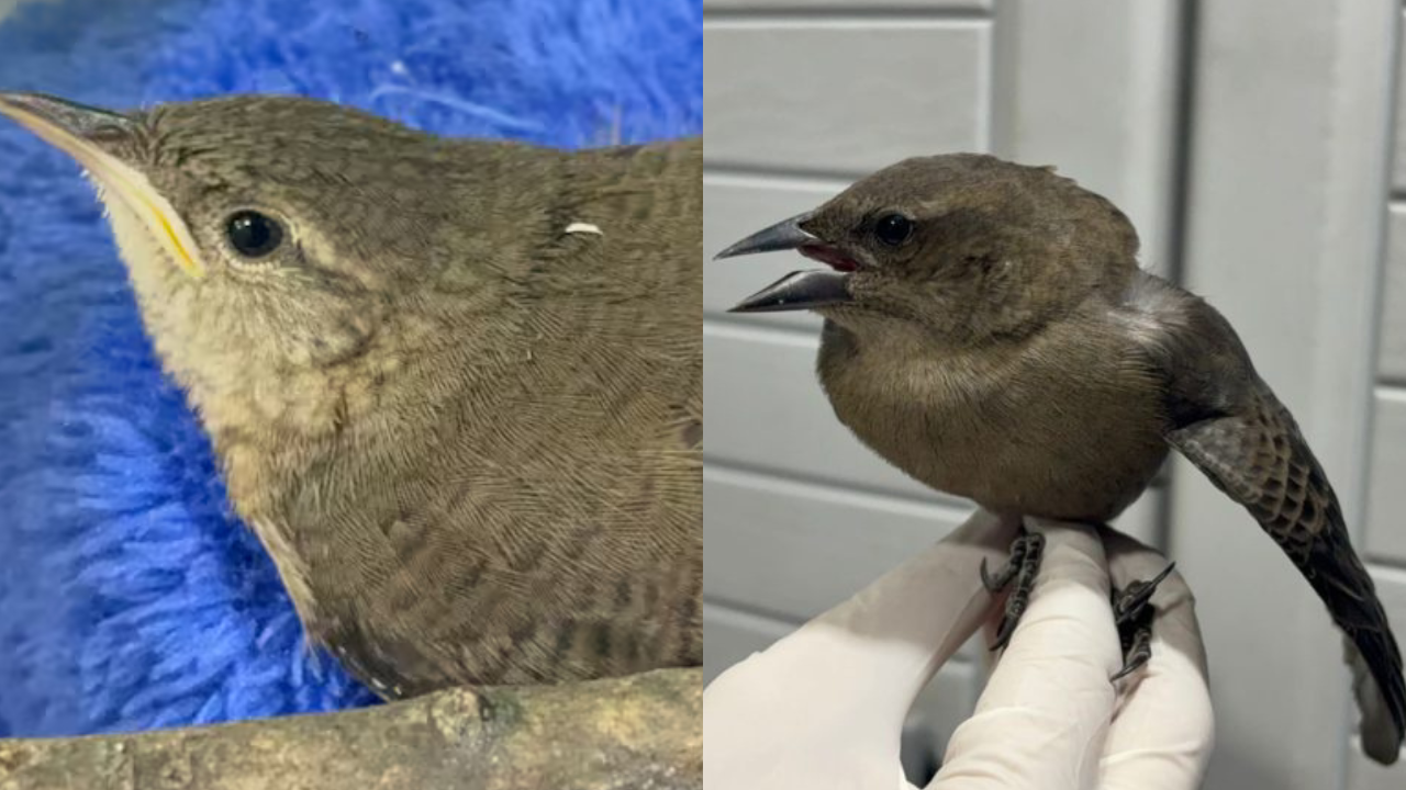 Afectaciones a la fauna por pólvora en el Valle de Aburrá