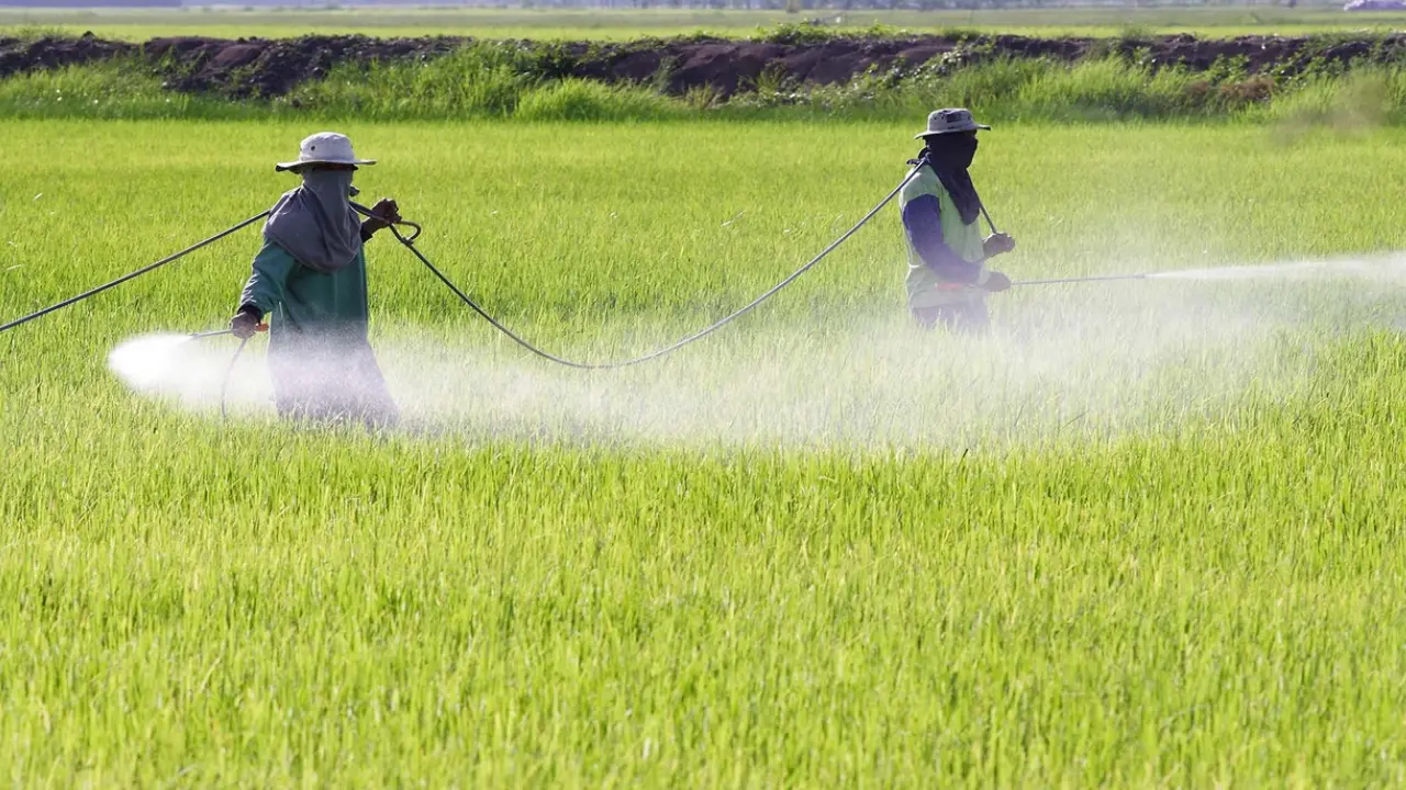 Gobierno fumigará cultivos en Cauca