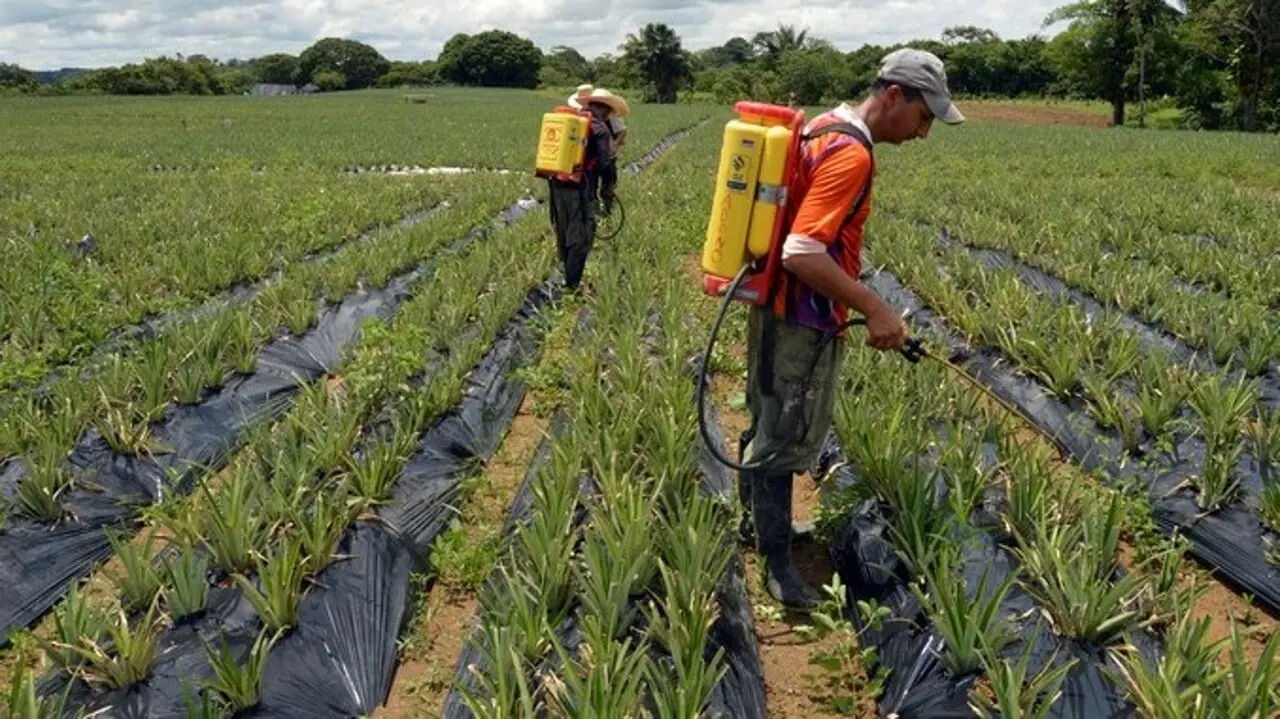 rebusque agricultura informalidad en el empleo