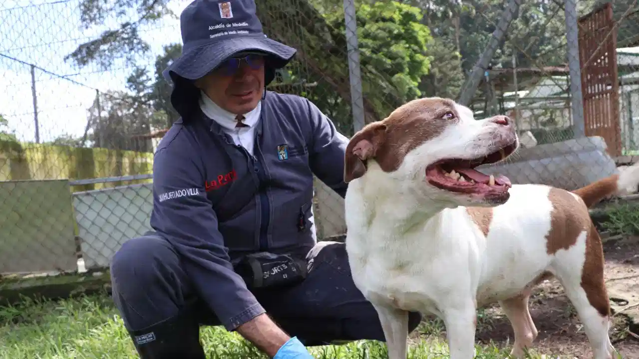 Medellín refuerza llamado a la adopción responsable