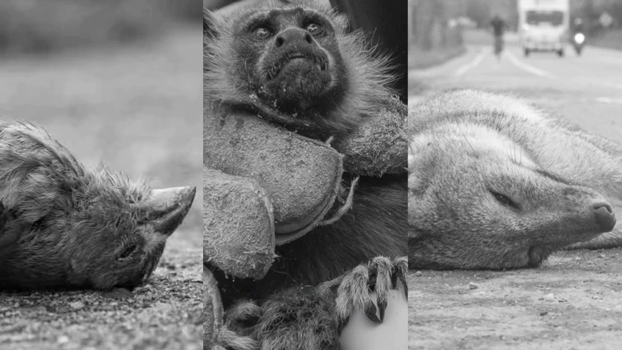 NO a la pólvora: los animales pueden escuchar sonidos hasta 16 veces más fuertes que los humanos