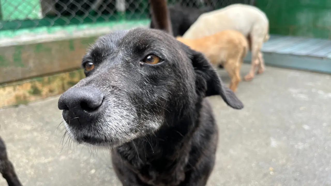 Medellín promueve la adopción de animales mayores de La Perla