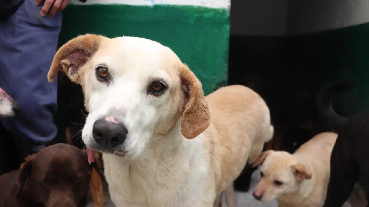 ¡Plan para el sábado! El Love Pet Fest llega al centro de Medellín con atención veterinaria gratis