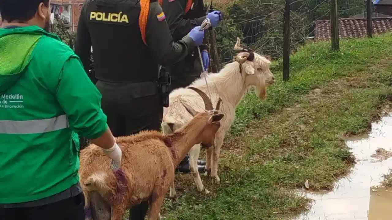 ¡Justicia para las cabras! Fico Gutiérrez anunció el rescate de los animales maltratados en Altavista