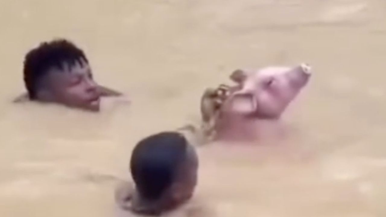 rescatan un cerdo