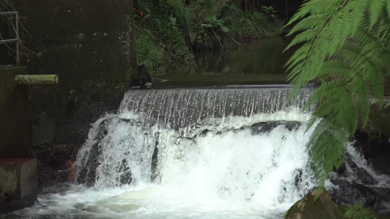 Más de 80.000 metros de fuentes hídricas han sido intervenidos este año en Envigado