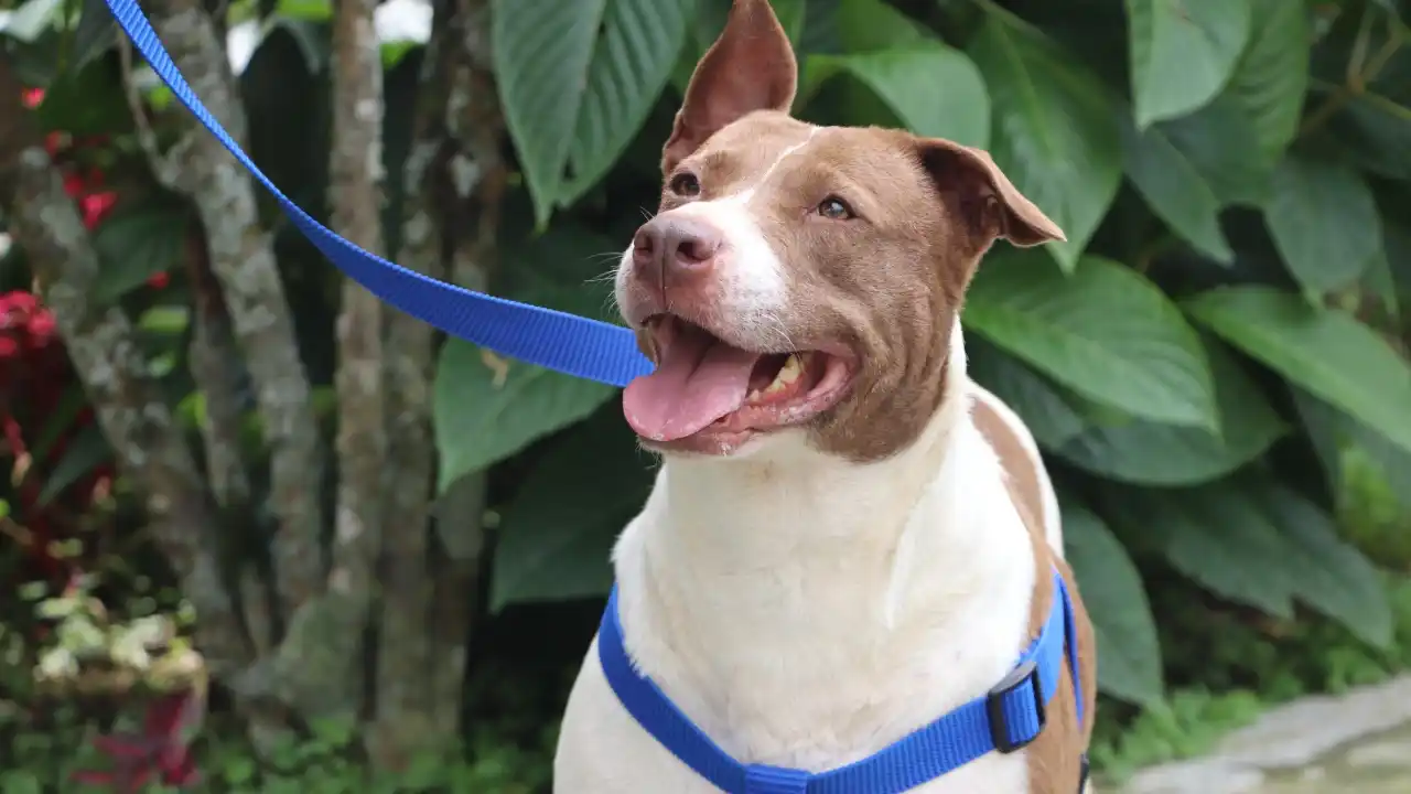 Registro obligatorio para perros de manejo especial