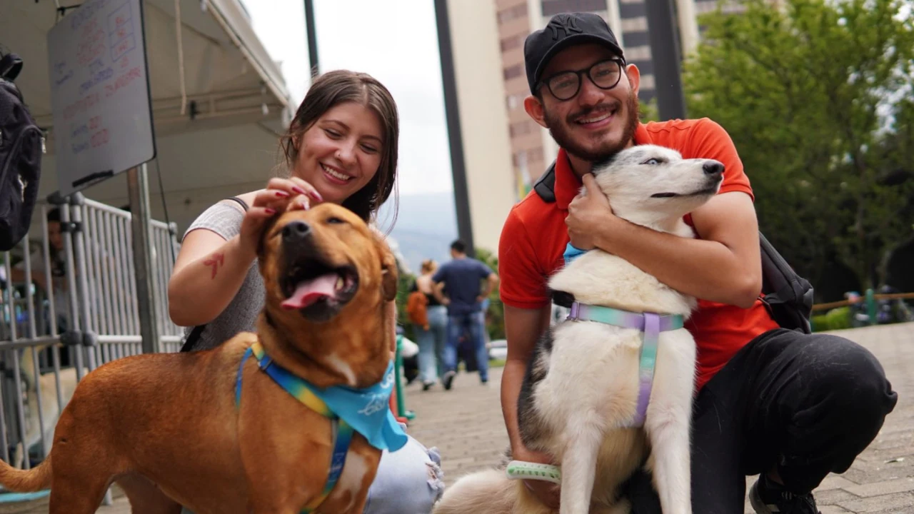perros y gatos buscan hogar en la Adoptatón Mundialista de Medellín