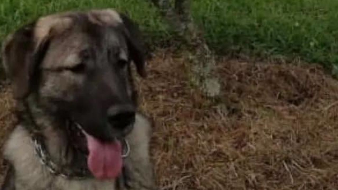 A Loky lo llevaron a una peluquería canina en Caldas y horas después fue entregado sin vida a su familia