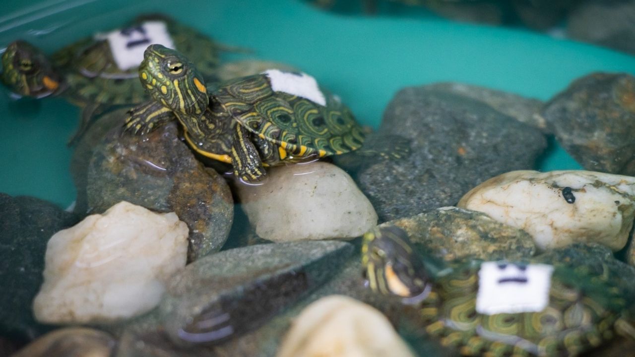 Rescatan 20 tortugas que eran transportadas en botellas plásticas en Santo Domingo
