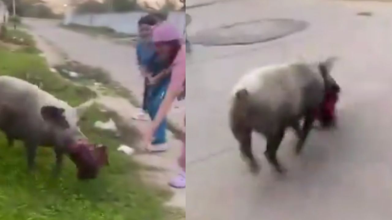 ¡Nadie lo para! El video viral del marrano que se les llevó un bolso a unos médicos en Venezuela
